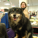 Illustration for article titled Lapdogs And Luxury Boxes: A New-Look MSG Welcomes The Westminster Dog Show